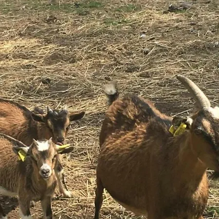 Spacieux Avec Terrain Clos, Terrasse, 4 Chambres, Animaux Acceptes, Pres De - Fr-1-376-104 Prázdninový dům Belle-et-Houllefort