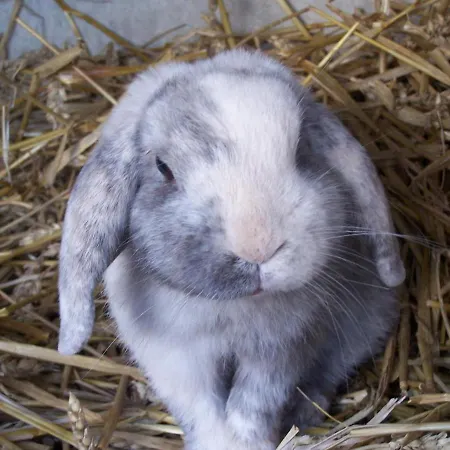 Prázdninový dům Spacieux Avec Terrain Clos, Terrasse, 4 Chambres, Animaux Acceptes, Pres De - Fr-1-376-104 Belle-et-Houllefort