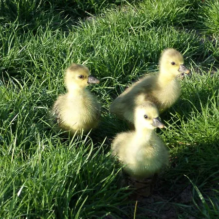 Spacieux Avec Terrain Clos, Terrasse, 4 Chambres, Animaux Acceptes, Pres De - Fr-1-376-104 Prázdninový dům