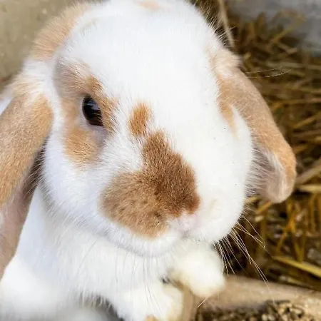 Prázdninový dům Spacieux Avec Terrain Clos, Terrasse, 4 Chambres, Animaux Acceptes, Pres De - Fr-1-376-104 Belle-et-Houllefort