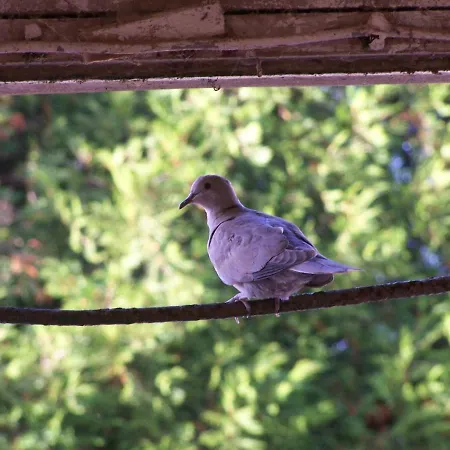 Spacieux Avec Terrain Clos, Terrasse, 4 Chambres, Animaux Acceptes, Pres De - Fr-1-376-104 * Belle-et-Houllefort