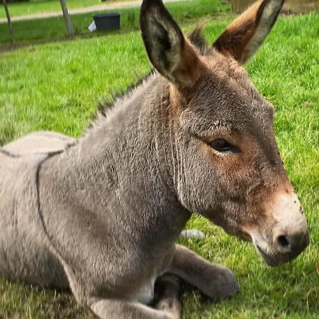 Spacieux Avec Terrain Clos, Terrasse, 4 Chambres, Animaux Acceptes, Pres De - Fr-1-376-104 *