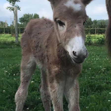 Spacieux Avec Terrain Clos, Terrasse, 4 Chambres, Animaux Acceptes, Pres De - Fr-1-376-104 * Belle-et-Houllefort