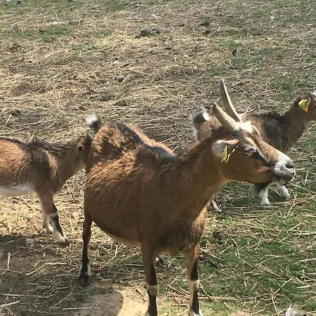 Hébergement de vacances Spacieux Avec Terrain Clos, Terrasse, 4 Chambres, Animaux Acceptés, Près De - Fr-1-376-104 *