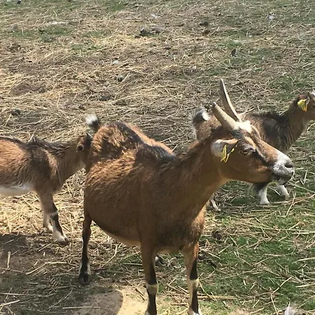 Dom wakacyjny Spacieux Avec Terrain Clos, Terrasse, 4 Chambres, Animaux Acceptes, Pres De - Fr-1-376-104 *