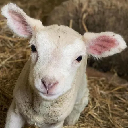 Spacieux Avec Terrain Clos, Terrasse, 4 Chambres, Animaux Acceptes, Pres De - Fr-1-376-104 Prázdninový dům Belle-et-Houllefort