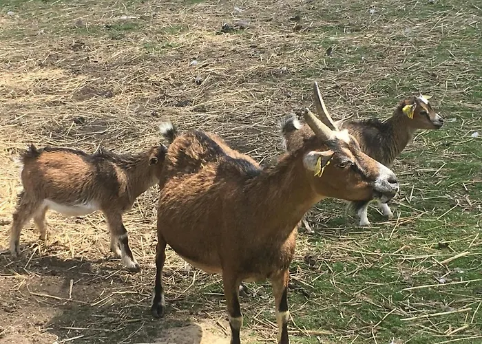 Vakantiehuis Spacieux Avec Terrain Clos, Terrasse, 4 Chambres, Animaux Acceptes, Pres De - Fr-1-376-104 *